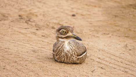 Water-Thick-Knee-lies-on-gravel-road,-alert-for-danger