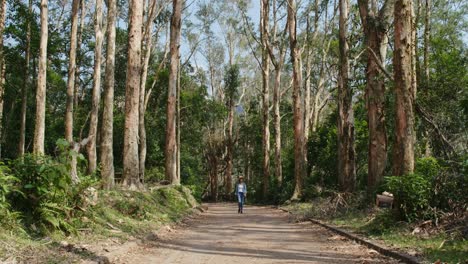 largo camino en medio del bosque
