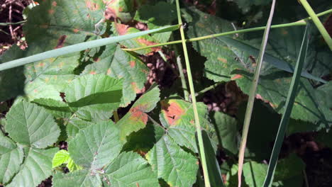 Schöner-Schmetterling-An-Einem-Sonnigen-Sommertag