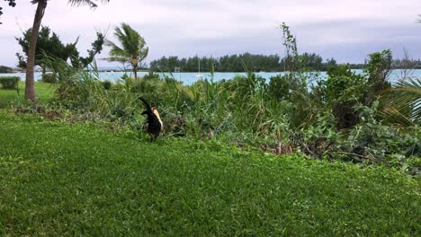 rooster walking on green grass with ocean and palm tree in background