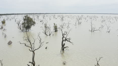 toma aérea del lago con árboles muertos en el agua, cerca del agua