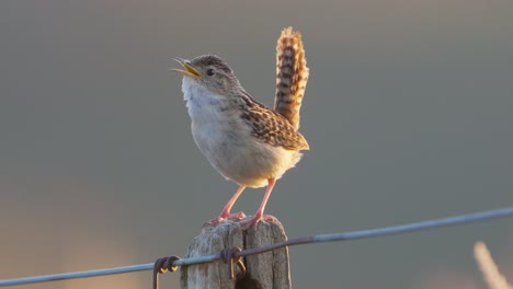 primer plano de un wren de hierba en un poste de cerca con luz de puesta de sol