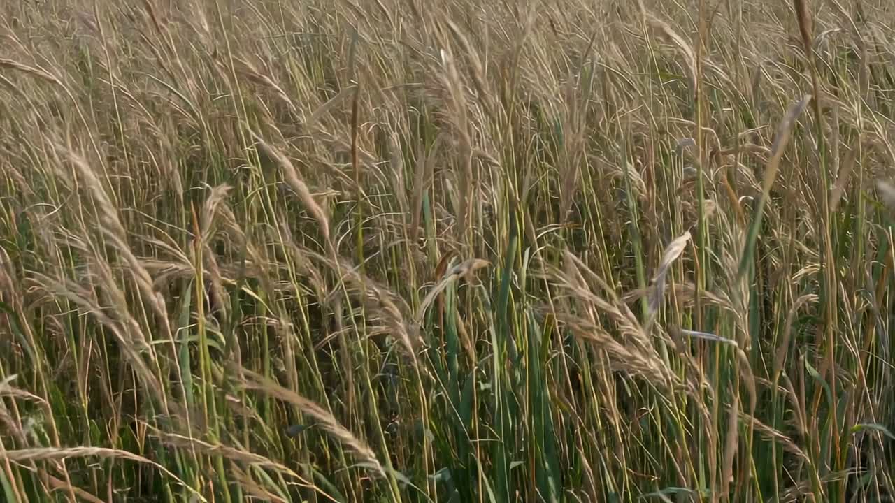 Svajende græsstrå og frøstande på eng, brisen skubber, kamera bevæger sig fremad og viser tekstur.