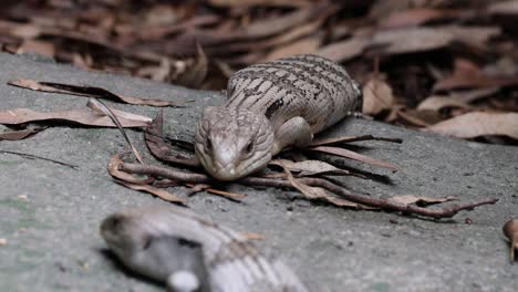 lizard feasting on worms in natural setting