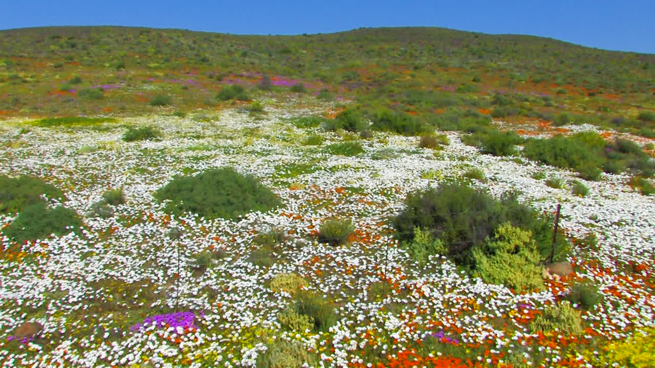Namaquland Flowers of the Northern Cape