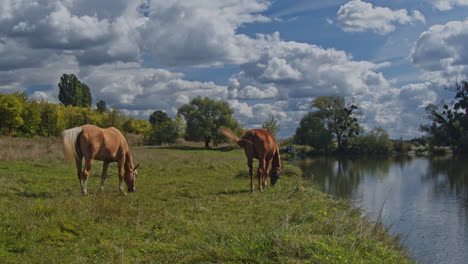 brown riding horse grazing