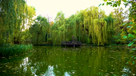 romantic park scenery with idyllic pond surrounded by willow trees