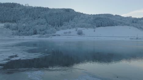 Cisnes-Cantores-Nadando-En-El-Lago-Helado-Voss---Noruega