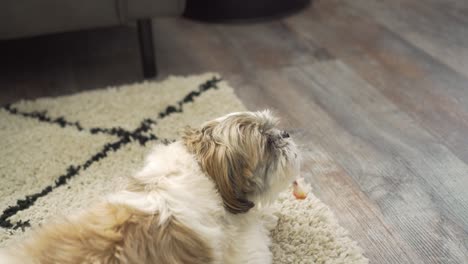 boomer dog chewing on chew stick treat, close up down shot from behind