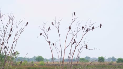 black-eared kite, milvus lineatus, 4k footage