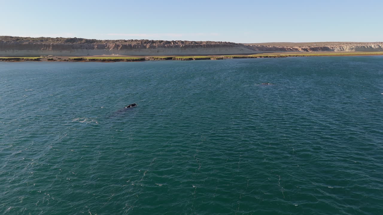 Drone shot of two blue whales near Puerto Madryn in turquoise waters, with a green shoreline and sand fields and cliffs in background. Shot on 4K at 60fps.