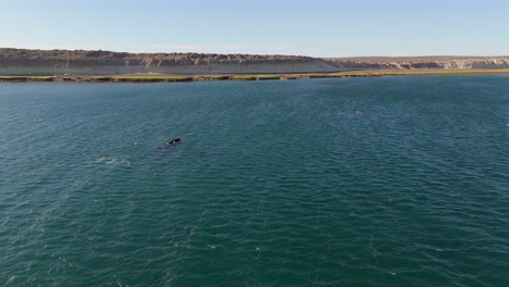 drone shot of two blue whales near puerto madryn in turquoise waters, with a green shoreline and sand fields and cliffs in background. shot on 4k at 60fps.