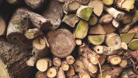 Wall-pile-of-stacked-natural-cut-wood-logs