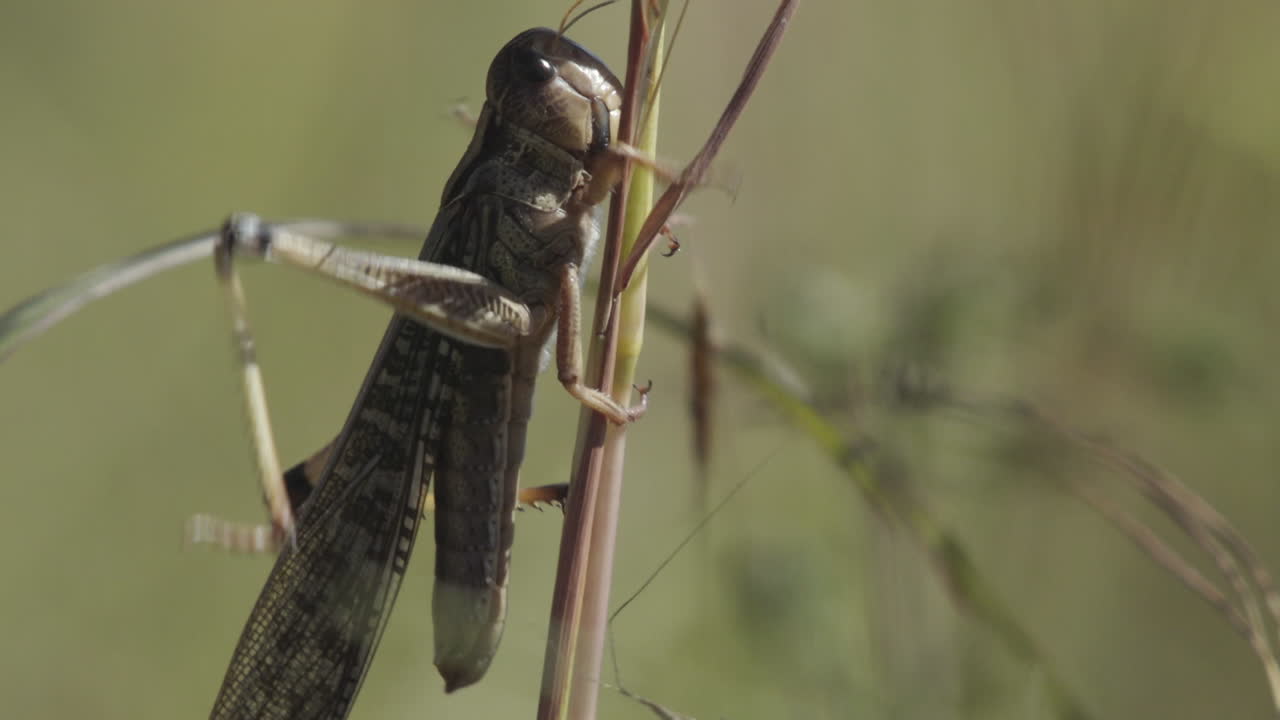 locusta migratoria trepando por un tallo de grano, primer plano