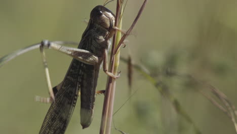 locusta migratoria climbing up a stalk of grain, close-up shot