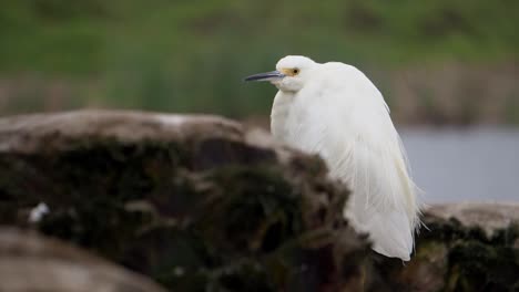 garceta nevada de pie en un baúl muerto con plumas moviéndose con el viento