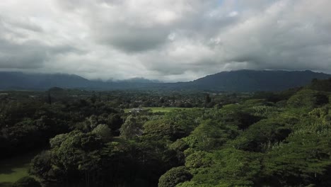 Drone panning down from distance to show rainforest tree tops canopy in Hawaii