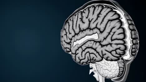 modelo 3d del cerebro humano