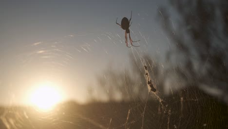 Nahaufnahme-Der-Goldenen-Orb-Spinne-Noch