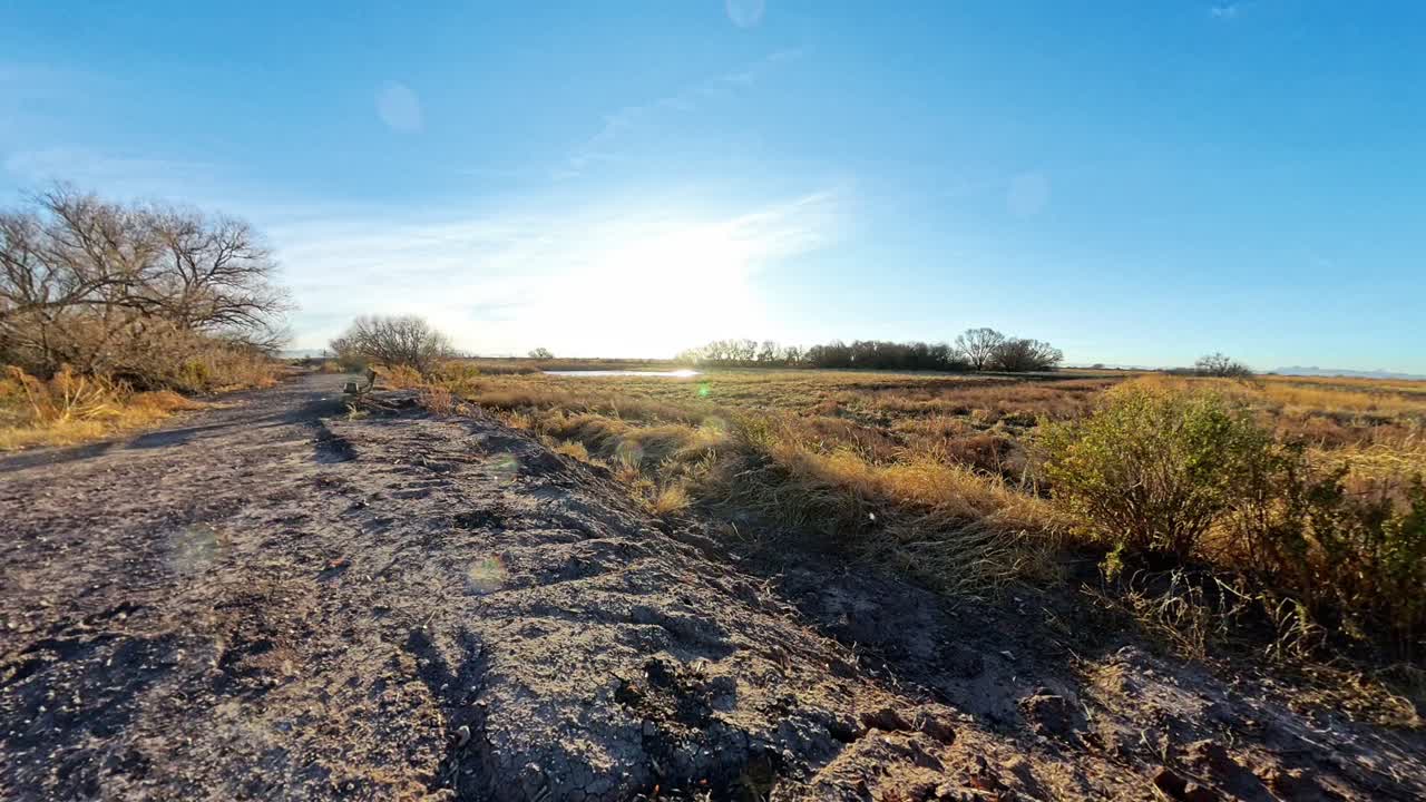 Tiny sparrows fly by in Arizona dry winter grassland.