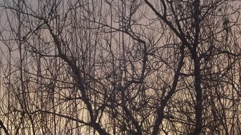 Sunrise-visible-through-tree-branches