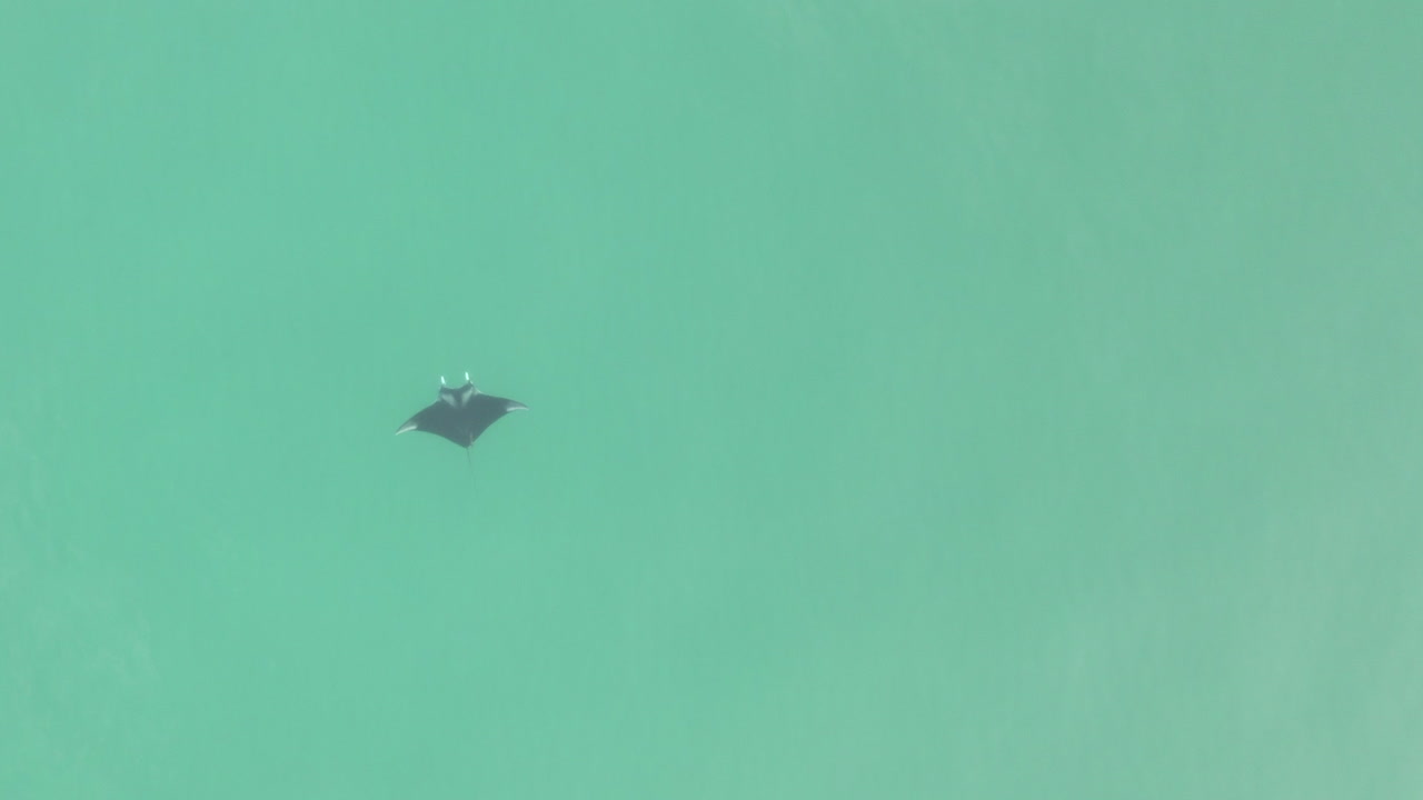 녹색 물에 있는 만타레이까지 머리 위 하강, 오른쪽 복사 공간