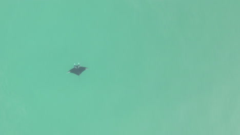 overhead descent to manta ray in green water, copy space on right