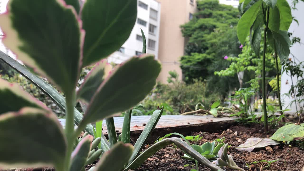 브라질 상파울루 주변에 건물이 있는 평평한 발코니 도심의 식물