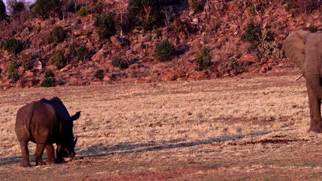 white rhino and african elephant on stand off in dry field of game reserve