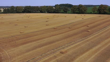 Eine-Große-Gruppe-Von-Kranichen,-Die-Auf-Der-Suche-Nach-Nahrung-über-Ein-Gemähtes-Feld-Fliegen