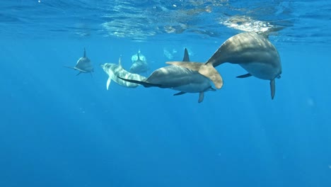 un grupo de delfines nadando cerca de la superficie del agua en aguas turquesas limpias - toma submarina