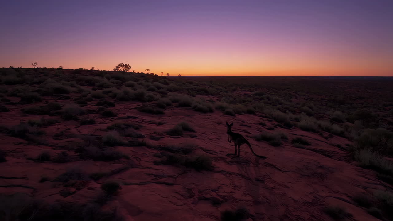 Kangaroo in the Australian Desert at Sunrise/Sunset
