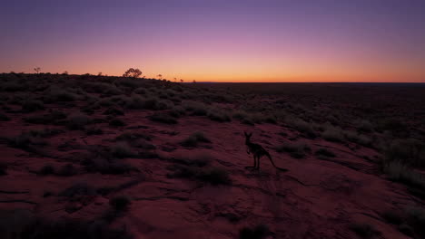 kangaroo in the australian desert at sunrise/sunset