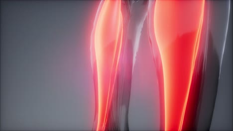 gastrocnemius- visible muscle anatomy map