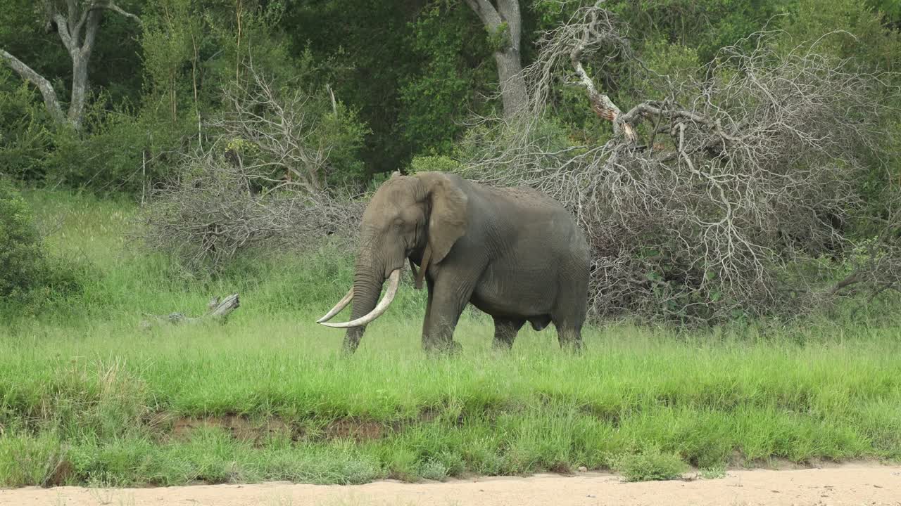 An African elephant bull with large tusks walking through the green grass with trees in the background, Greater Kruger.