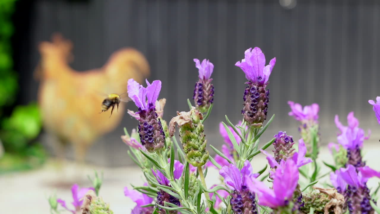 Bumblebee collecting nectar and flying away, in super slow motion