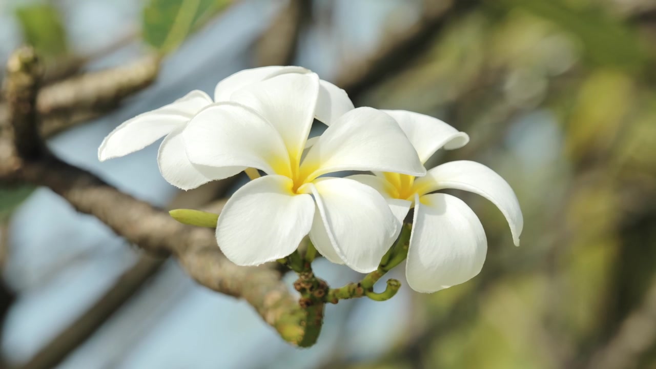Fiori bianchi di plumeria rivelano centri gialli su un delicato sfondo tropicale.