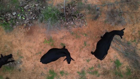 Aerial-video-of-black-cows-in-a-field