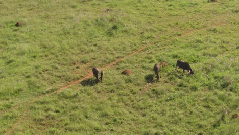 drone aerial footage of a wildebeest herd grazing on summer green grass in the wild