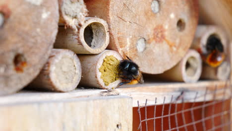 mason bee constructing nest with mud in bamboo tube