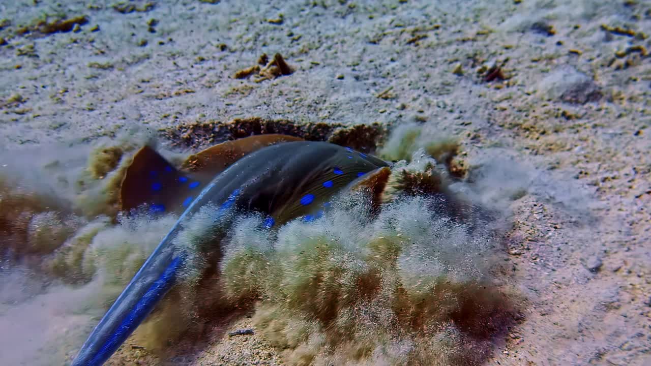Blue-spotted Stingray Burying Itself On The Sand. - underwater shot