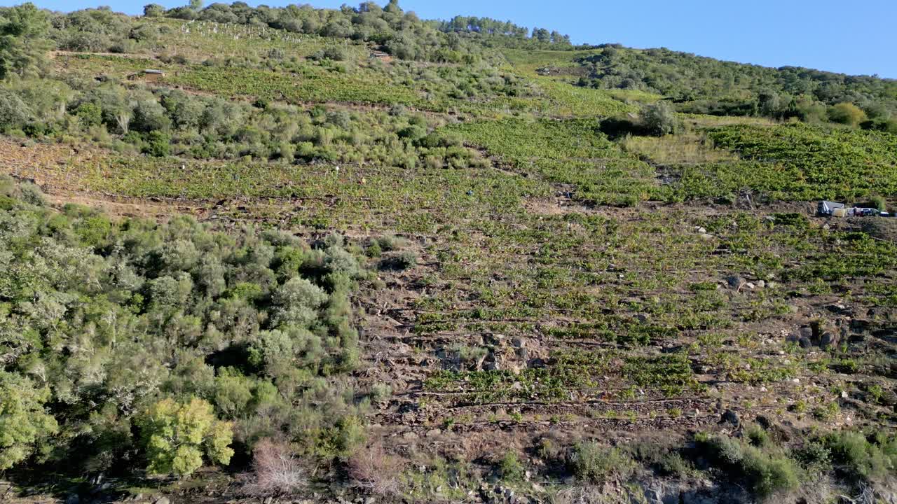 panorámica aérea a través de viñedos en terrazas de la ribeira sacra campo del vino en las colinas del valle
