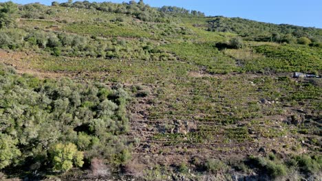 aerial pan across terraced vineyards of ribeira sacra wine countryside on hills of valley