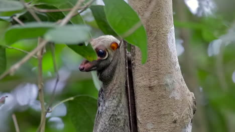 Colugo-Adulto-Girando-La-Cabeza