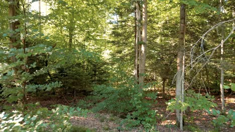 slow low flying drone in forest