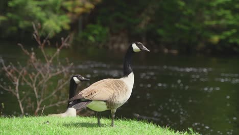 canadian goose filmed in quebec during summer