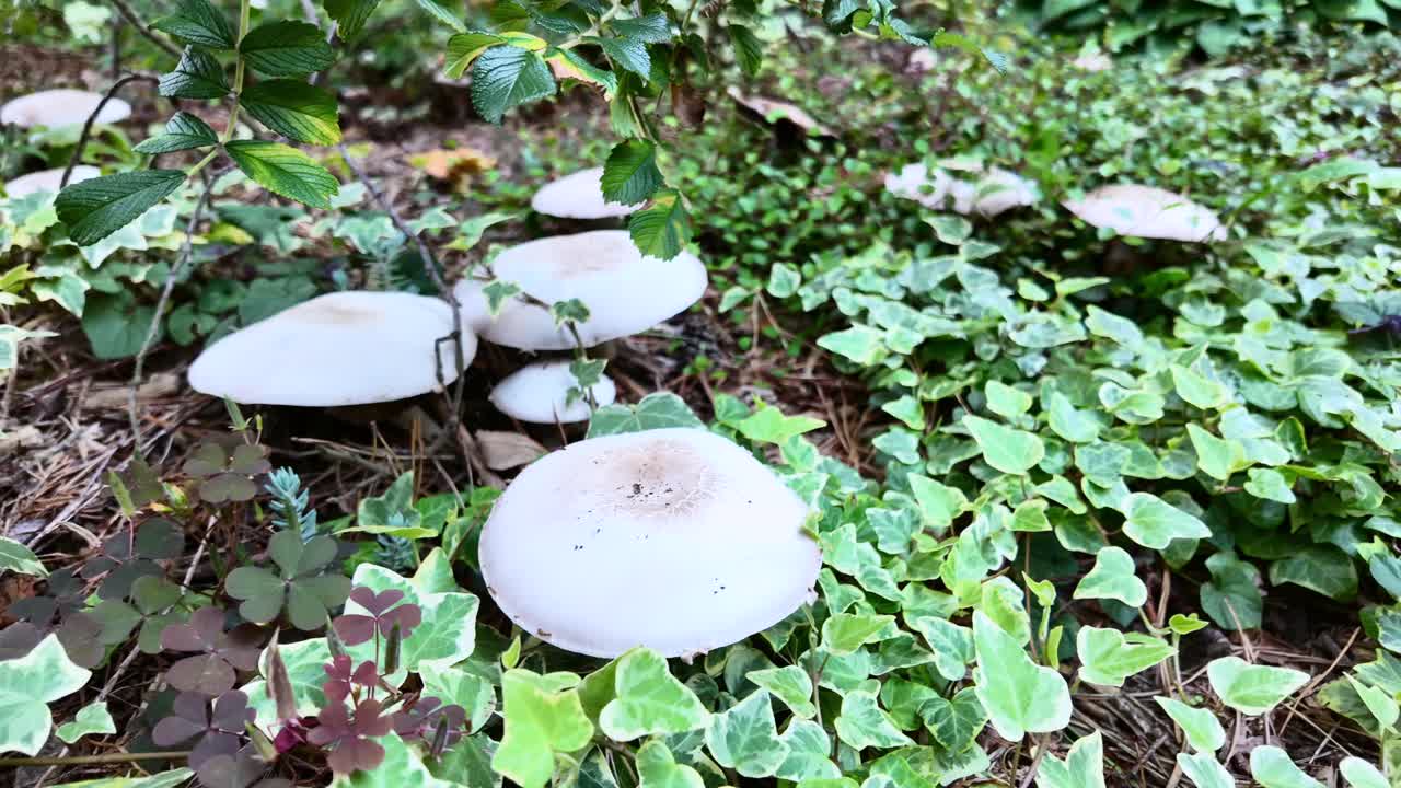 hongos agaricus en un bosque de coníferas cubierto de hiedra verde