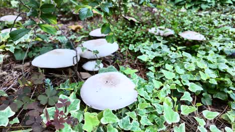 agaricus mushrooms in a coniferous forest covered with green ivy