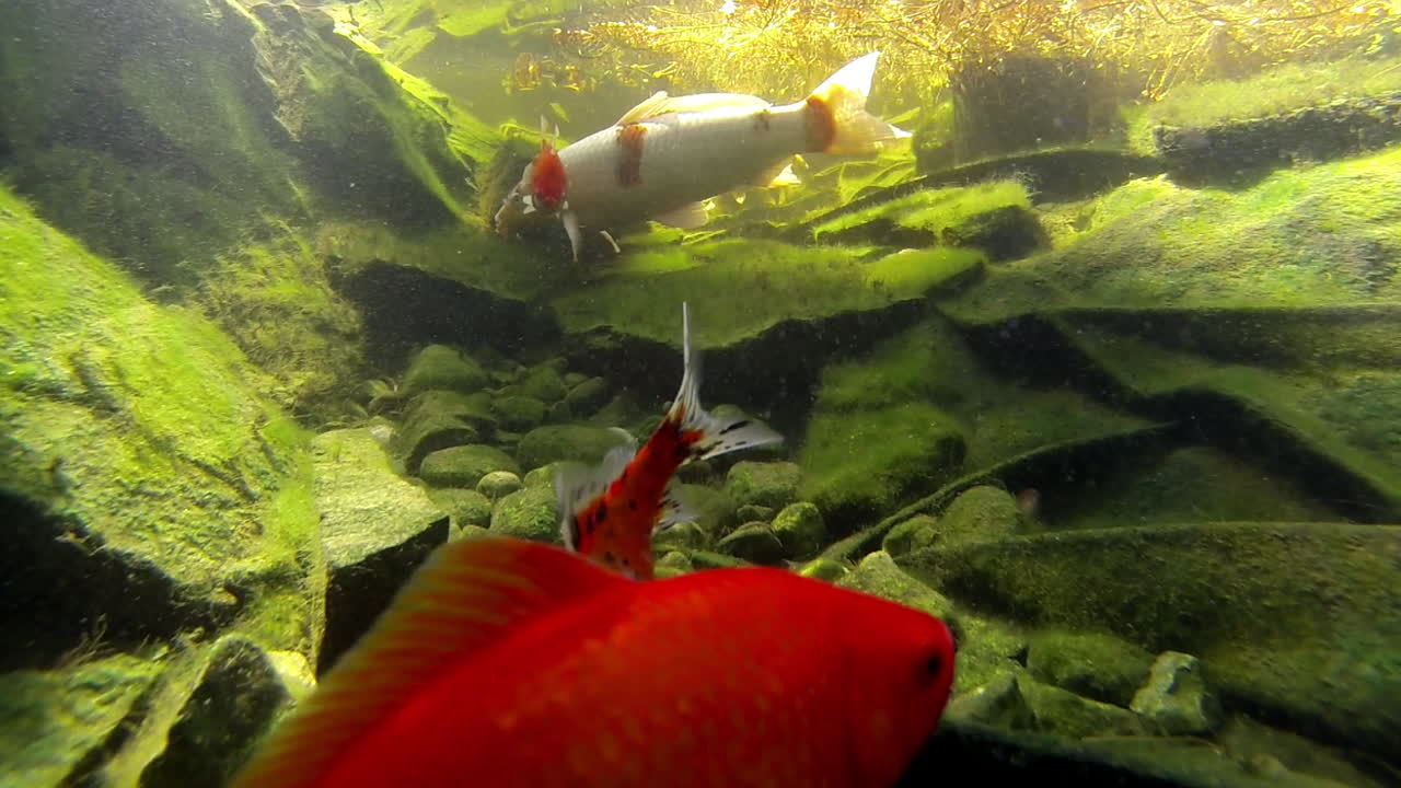 koi y peces dorados nadan y se alimentan bajo el agua en un estanque