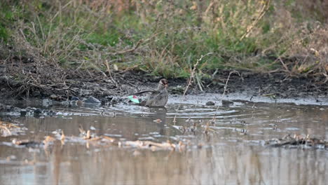 Heitere-Momente:-Ein-Vogel-Löscht-Seinen-Durst-Bei-Sonnenaufgang